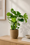 Monstera Deliciosa – Fensterblatt