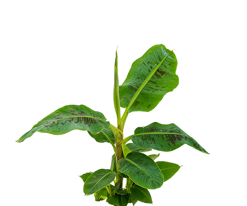 Zwergbanane - Musa 'Dwarf Cavendish'