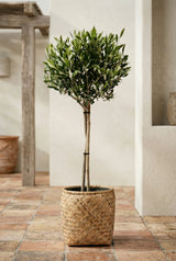 Olivenbaum kaufen — Olea europaea mit silbergrünen Blättern für Balkon und Garten, 100 cm