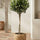 Olivenbaum kaufen — Olea europaea mit silbergrünen Blättern für Balkon und Garten, 100 cm