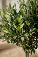 Olivenbaum Olea europaea — mediterraner Baum mit knorriger Rinde und silbergrünem Laub