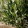 Olivenbaum Olea europaea — mediterraner Baum mit knorriger Rinde und silbergrünem Laub