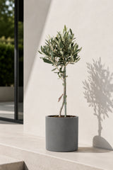Olivenbaum kaufen — mediterraner Baum mit silbergrünen Blättern für Balkon und Garten