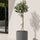Olivenbaum kaufen — mediterraner Baum mit silbergrünen Blättern für Balkon und Garten