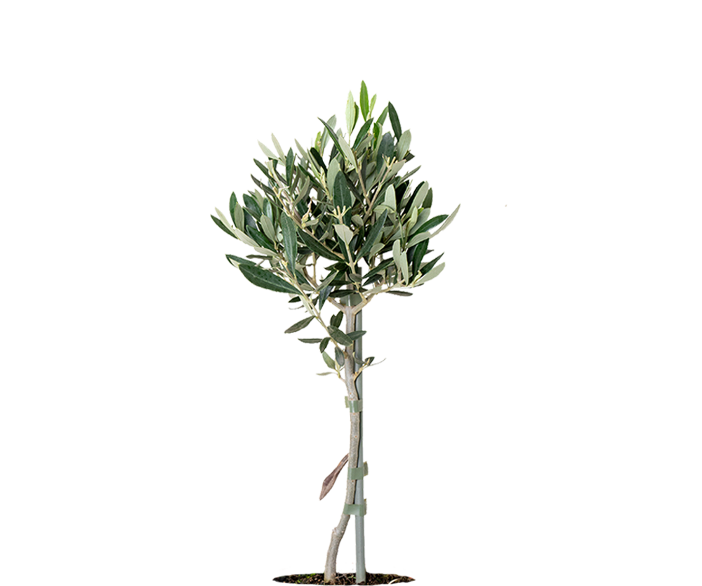 Olivenbaum