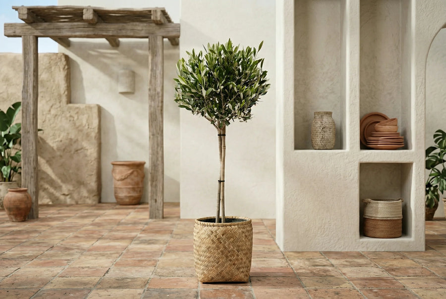 Zimmerpflanzen & Gartenpflanzen