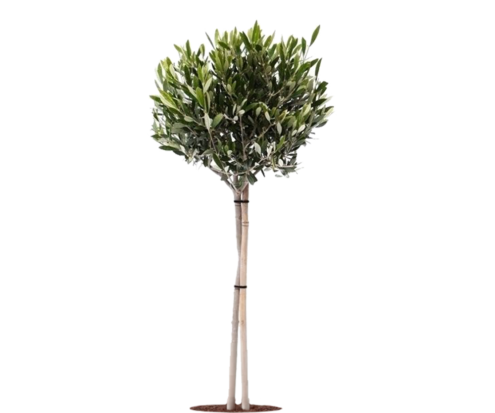 Olivenbaum