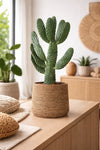 Feigenkaktus - Opuntia Consolea
