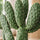Feigenkaktus - Opuntia Consolea Finestgreen 