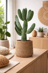 Feigenkaktus - Opuntia Consolea Finestgreen 