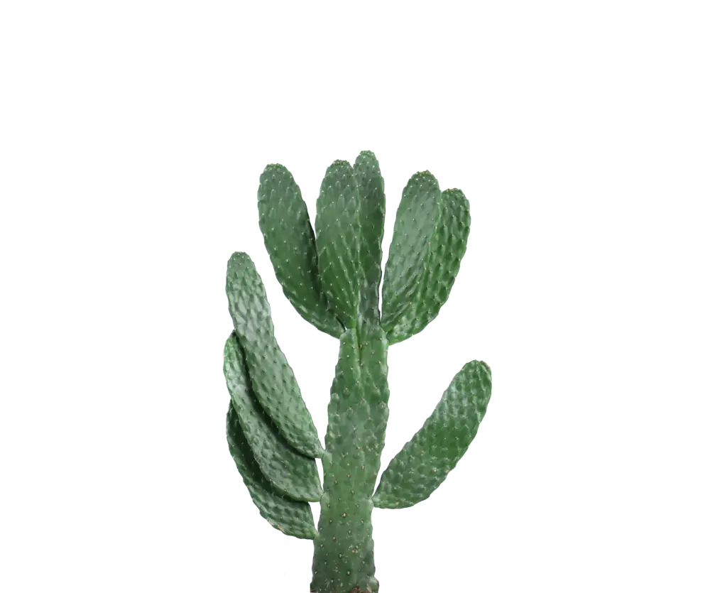 Feigenkaktus - Opuntia Consolea