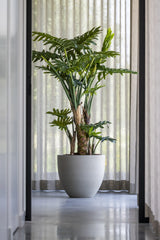 Philodendron Künstlich H: 160cm - Finestgreen