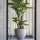 Philodendron Künstlich H: 160cm - Finestgreen