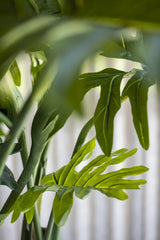 Philodendron Künstlich H: 160cm - Finestgreen
