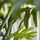 Philodendron Künstlich H: 160cm - Finestgreen