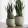 Sansevieria Künstlich H: 70cm - Finestgreen