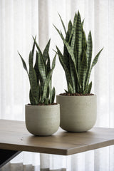 Sansevieria Künstlich H: 85cm - Finestgreen