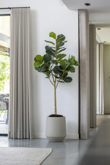 Ficus Lyrata Geigenfeige Künstlich H: 150cm - Finestgreen
