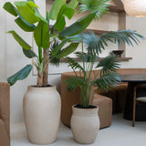 Palme Künstlich H: 160cm - Finestgreen