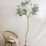 Queensland bottle Baum Kunstpflanze L 200cm - Finestgreen