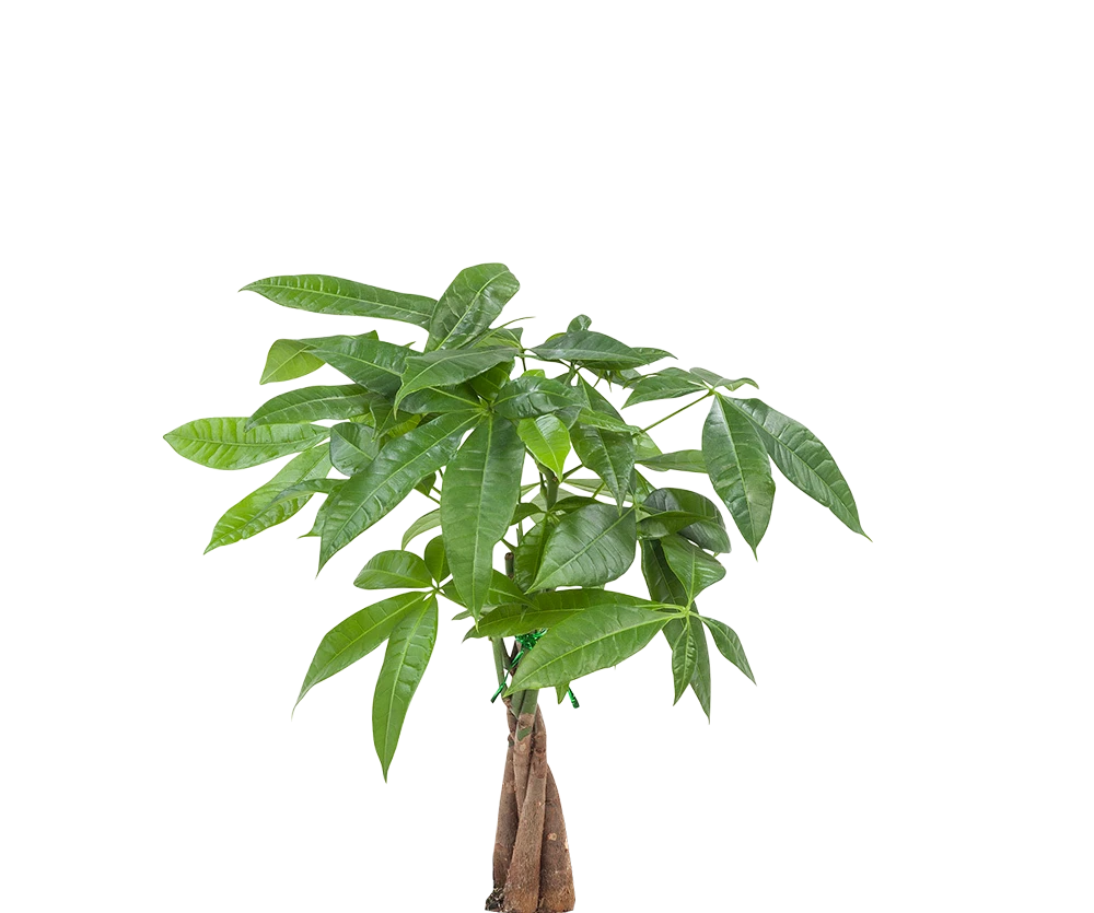 Pachira aquatica - Glückskastanie