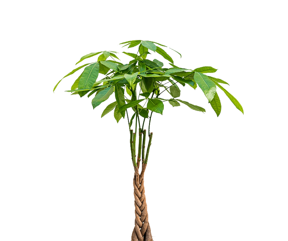 Pachira aquatica - Glückskastanie