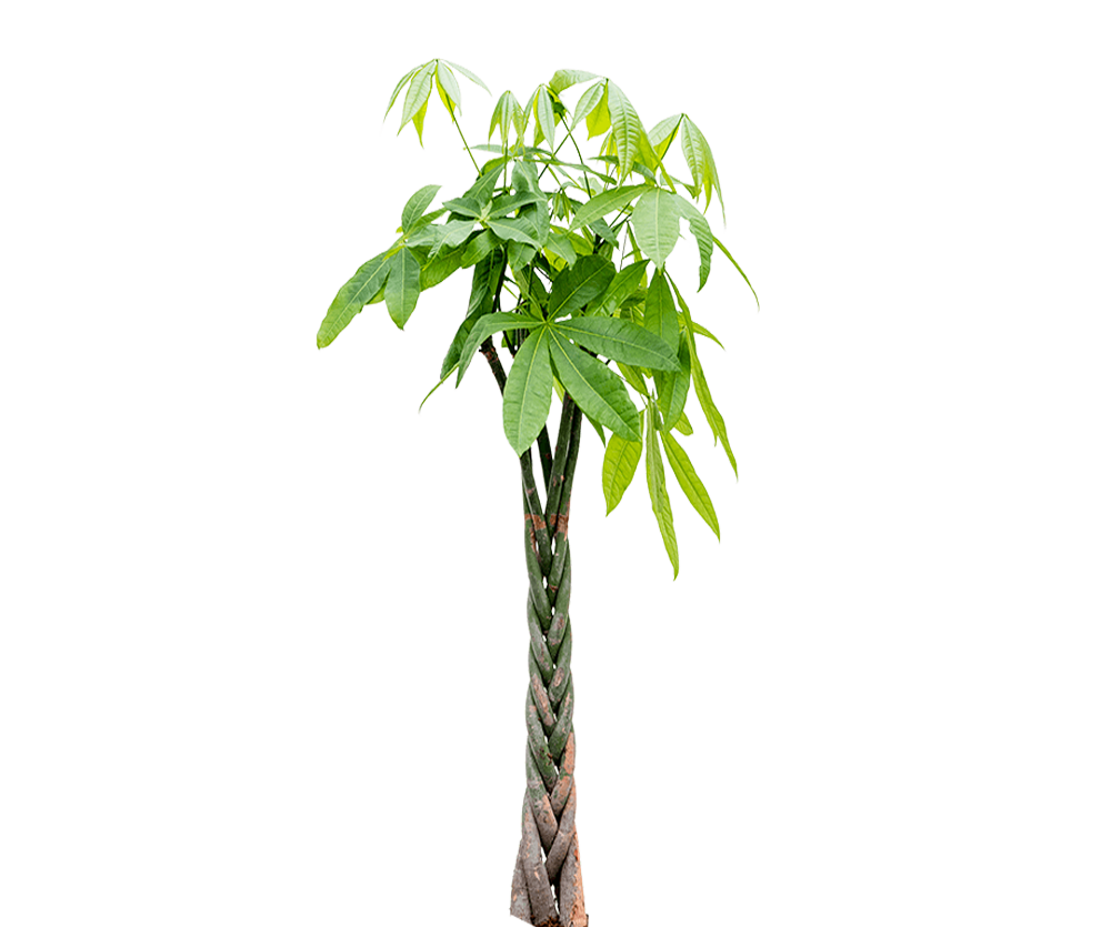 Pachira aquatica - Glückskastanie