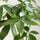 Pachira aquatica - Glückskastanie Ø:27 H:130 cm Finestgreen 