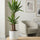 Palmlilie - Yucca Ø:17 H:80 cm Finestgreen 
