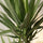 Palmlilie - Yucca Ø:17 H:80 cm Finestgreen 