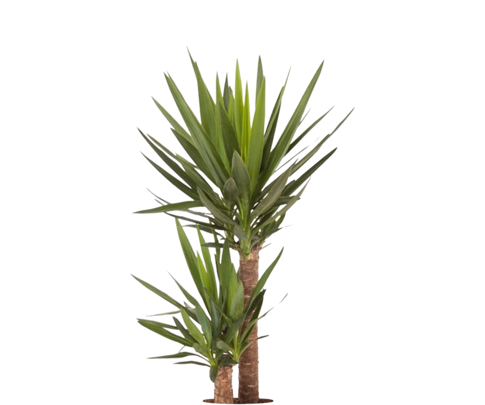 Yucca Palme - Palmlilie