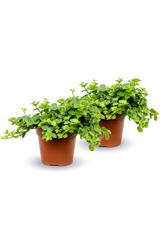 Two Peperomia rotundifolia plants in small pots, showcasing glossy leaves and a vibrant green color. [mc]