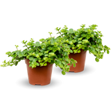 Two Peperomia rotundifolia plants in small pots, showcasing glossy leaves and a vibrant green color. [mc]
