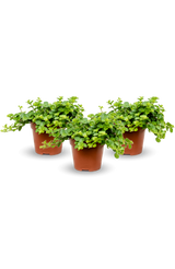 Three Peperomia rotundifolia plants in small pots arranged together on a wooden surface, showcasing their round leaves. [mc]