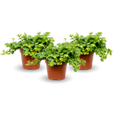 Three Peperomia rotundifolia plants in small pots arranged together on a wooden surface, showcasing their round leaves. [mc]