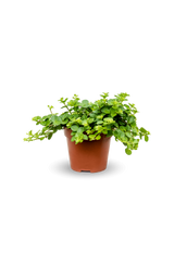 Peperomia rotundifolia plant with round leaves in green, showcasing its compact growth and vibrant foliage. [mc]