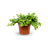 Peperomia rotundifolia plant with round leaves in green, showcasing its compact growth and vibrant foliage. [mc]