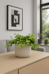 Peperomia rotundifolia - Zwergpfeffer