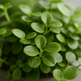 Peperomia rotundifolia plant with round leaves in a small pot, showcasing vibrant green foliage and compact growth.