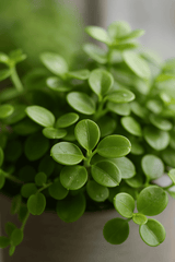 Three Peperomia rotundifolia plants in small pots, showcasing their round leaves and vibrant green color.