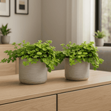 Two Peperomia rotundifolia plants in decorative pots, showcasing lush green leaves and compact growth.