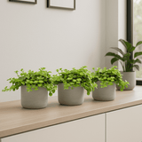 Three small Peperomia rotundifolia plants in pots, showcasing their round, succulent leaves and vibrant green color.