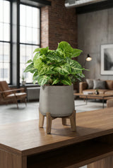 Syngonium Arrow plant with vibrant green leaves in a small pot, showcasing its unique arrow-shaped foliage.