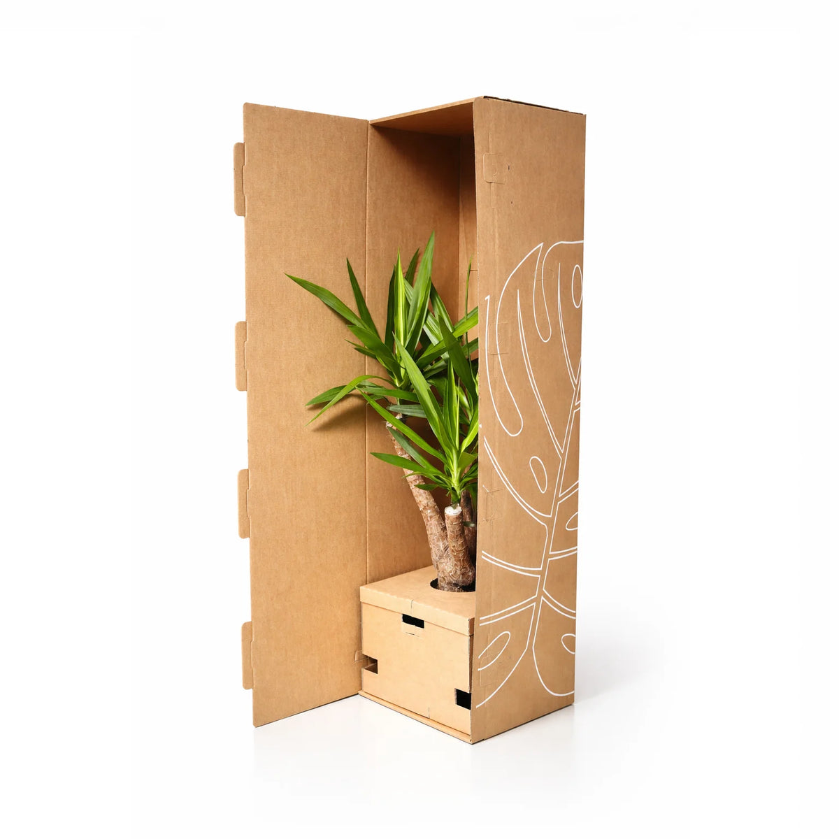 Verpackte Pflanze Yucca im Karton