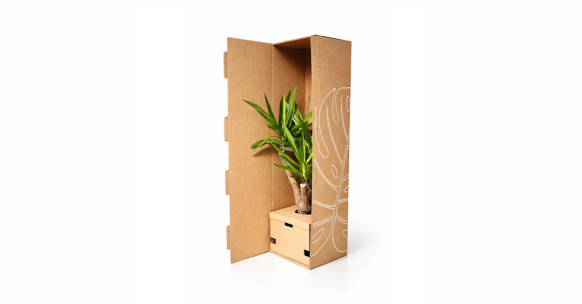 Verpackte Pflanze Yucca im Karton