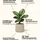 Philodendron Imperial Green Finestgreen 