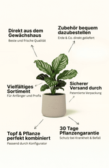 Euphorbia erytrea - Wolfsmilchkaktus Ø:19 H:70 cm Finestgreen 