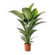 Pflanzen