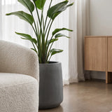 Pflanzkuebel Patt Fiberstone Grau frostfest mit Strelitzia bepflanzt Seitenansicht