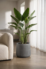 Pflanzkuebel Patt Fiberstone Grau frostfest mit Strelitzia bepflanzt